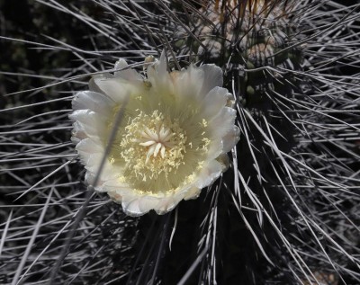 Cop24_echinoides_35_6159-aayyy.jpg