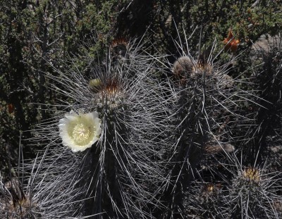 Cop24_echinoides_37_6163-a.jpg