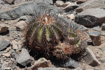 Cop24_echinoides_62_6278-a.jpg