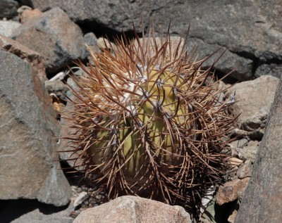 Cop24_echinoides_66_6261-a.jpg