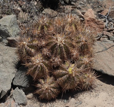Cop24_echinoides_70_6282-a.jpg
