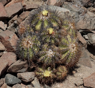 Cop24_echinoides_72_6326-a.jpg