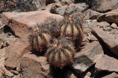 Cop24_echinoides_74_6335-a.jpg