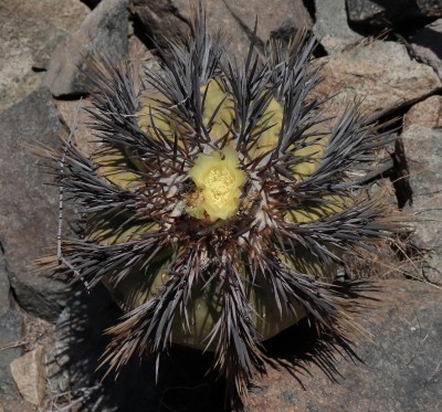Cop24_echinoides_82_6292-a.jpg