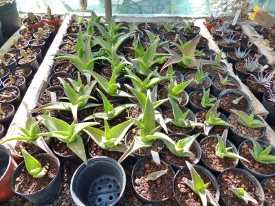 Aloe haggeherensis (4) - Kopie.JPG