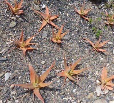 Aloe haggeherensis - Kopie.JPG