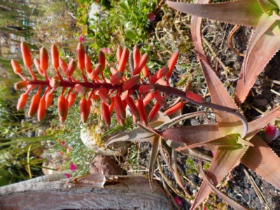 Aloe haggeherensis (2) - Kopie.JPG