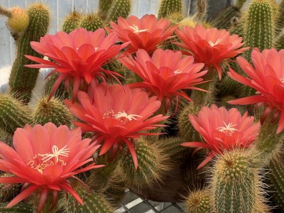 Echinopsis huascha