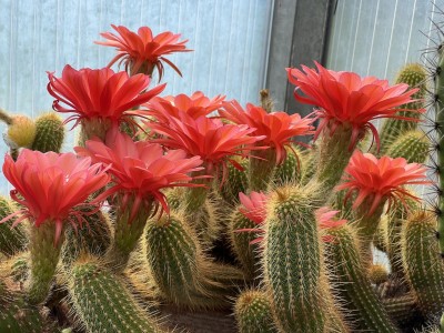Echinopsis huascha
