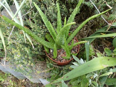 ALoe tormentorii 1 - Kopie.JPG