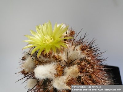 Eriosyce islayensis (I. islayensis) 2010 Juni25 006_klein.jpg