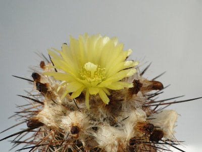 Eriosyce islayensis (I. copiapoides)2010 August5 011.jpg