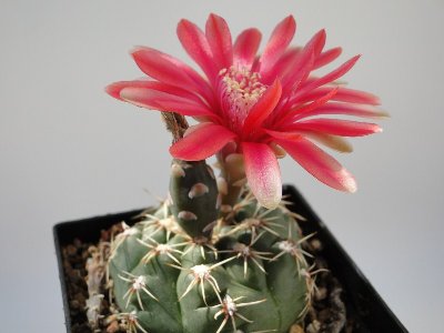 Gymnocalycium baldianum P127 2010 August01 061.jpg