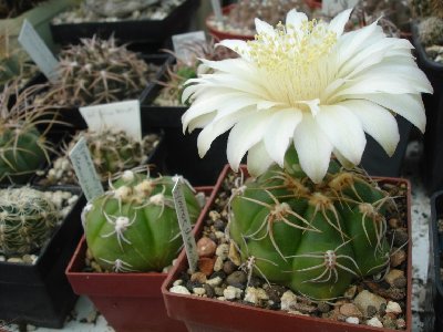 Gymnocalycium denudatum 2 6.7.09 Blüte (768 x 576).jpg