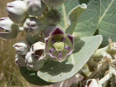 Calotropis 2.JPG