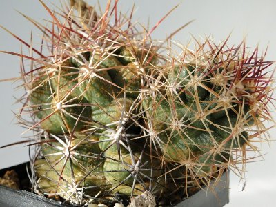 Krankheit, Thelo bic.v.pottsii 2010 August29 108.jpg
