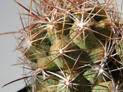 Krankheit, Thelo bic.v.pottsii 2010 August29 107.jpg