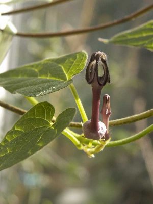 ceropegia papillata-3682.jpg