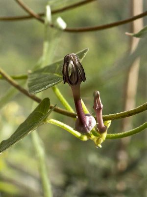 ceropegia pap-3684.jpg