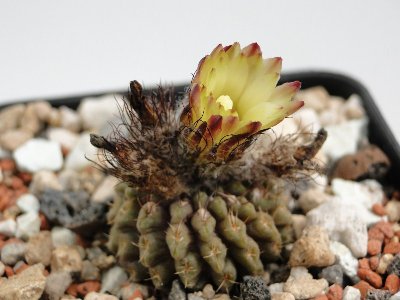 Eriosyce recondita ssp. recondita (vexata ex deH.)2010 September02 009.jpg