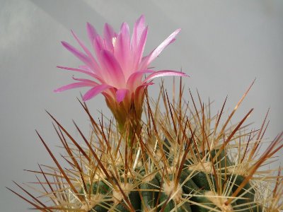 Eriosyce subgibbosa aff. RM1580 2010 September06 006.jpg