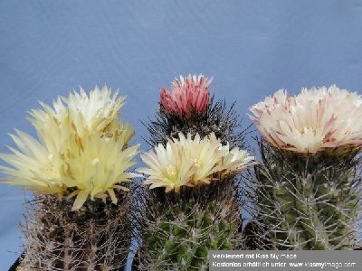 Eriosyce taltalensis ssp. paucicostata 4x 2010 06 13 031_klein.jpg