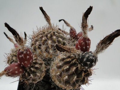 Eriosyce heinrichiana aff. 2010 August15 030.jpg