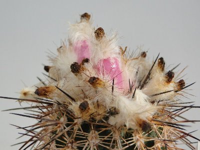 Eriosyce islayensis (I. copiapoides) 2010 September12 011.jpg