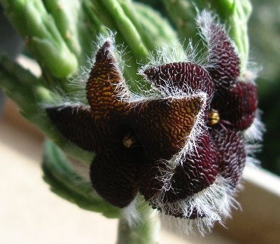 Stapelia.olivacea.jpg