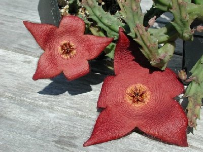 typische Orbea Stapelia Hybride.JPG