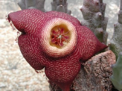 Als Stapelia comparabilis erhalten.JPG