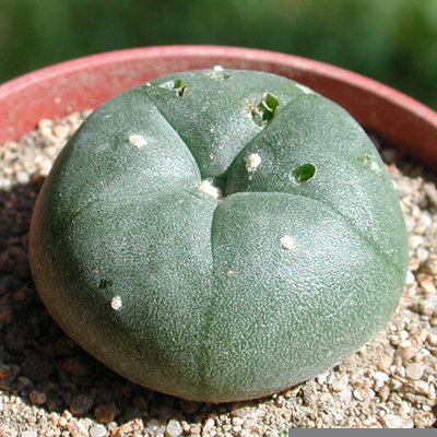 Lophophora williamsii 2, angehackt.JPG