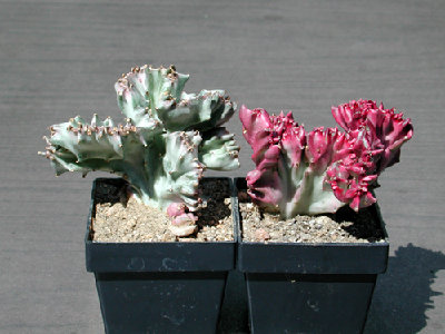 Euphorbia lactea 2, bewurzelte Stücke aus voriger Pflanze.JPG
