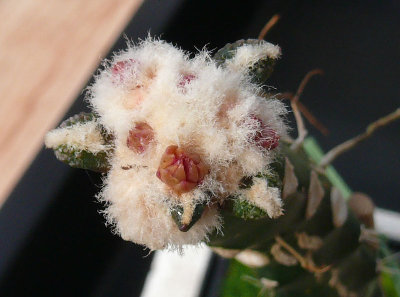 0213 Ariocarpus bravoanus.jpg