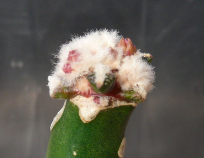 0211 Ariocarpus bravoanus.jpg