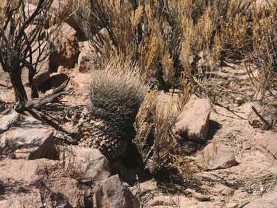 L. ferox v. longispina.jpg