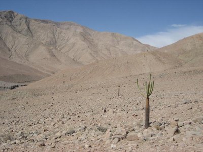 Arica-Putre_5_8568.jpg
