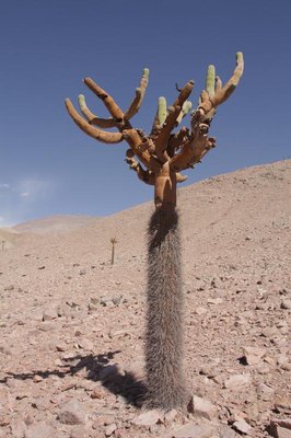 Arica-Putre_6_7156.jpg