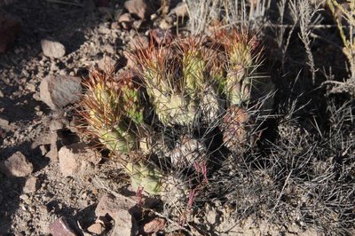bei_Putre-2_Cumulop_echinata_7227.jpg