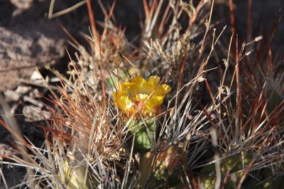 bei_Putre-3_Cumulop_echinata_7256.jpg