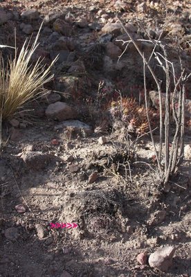 bei_Putre-6_Neowerdermannia_chilensis_7229.jpg