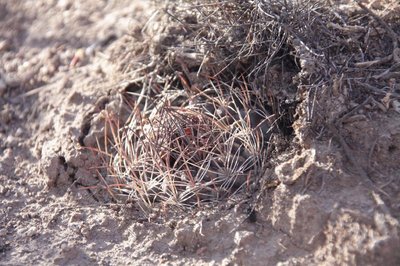 bei_Putre-7_Neowerdermannia_chilensis_7236.jpg