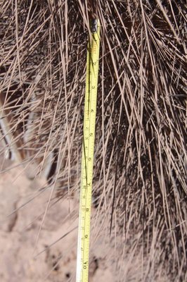 Browningia_candelaris_7041.jpg