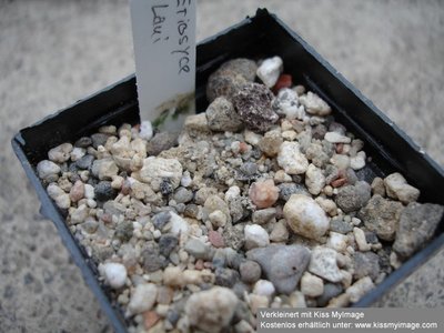 Eriosyce laui 2010 Mai 15_klein.jpg