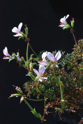 Pelargonium myrrhifolium 02.JPG