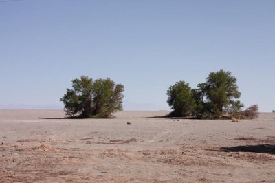 Salar de Atacama_6602.jpg