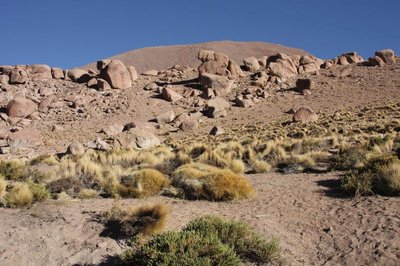 El Tatio_Cumulop_ignescens-EOS_6735.jpg