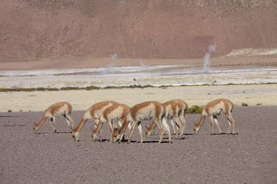 El Tatio_Vicunas-EOS_6770.jpg