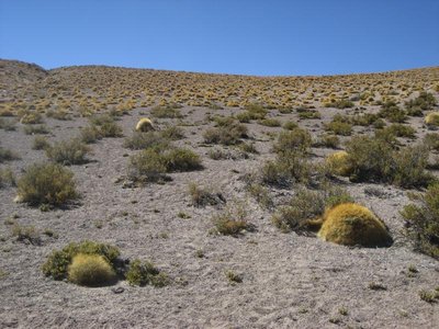 bei El Tatio_8329.jpg