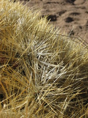 El Tatio_Frost_8290.jpg